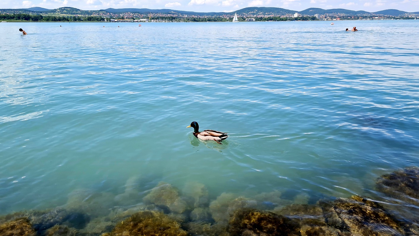 A képen A Balatonban úszkáló kacsákat láthatunk.