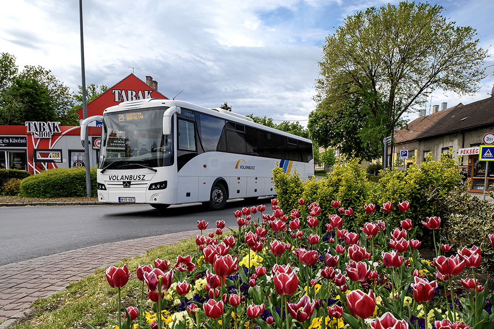 Volánbusz a tulipánok mellett