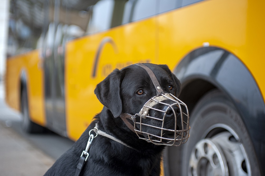 Fekete labrador Volánbusz előtt