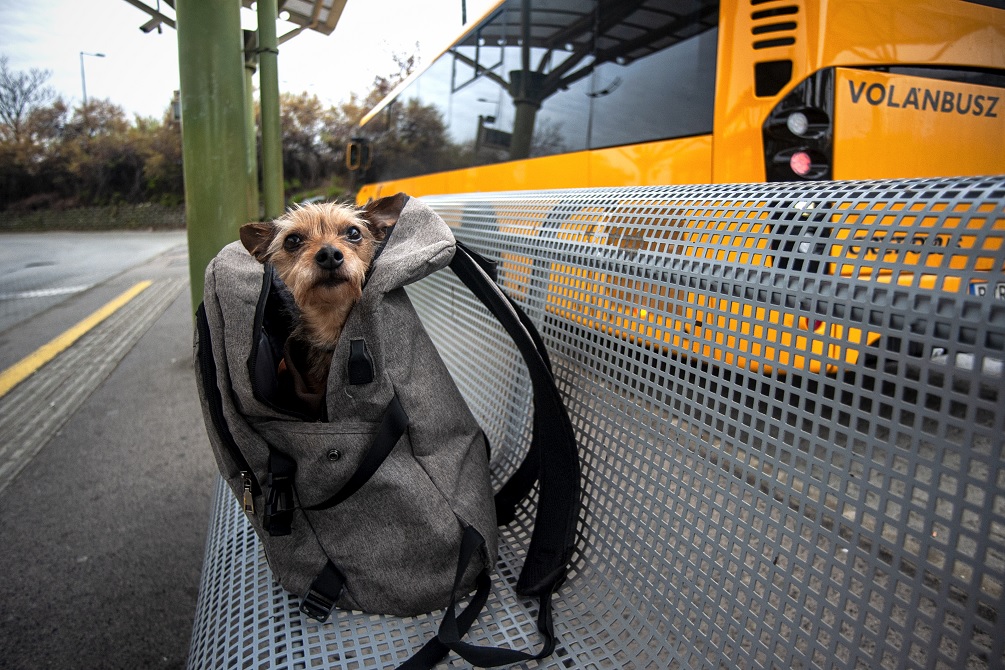 Kiskutya hátizsákban Volánbusz háttérrel