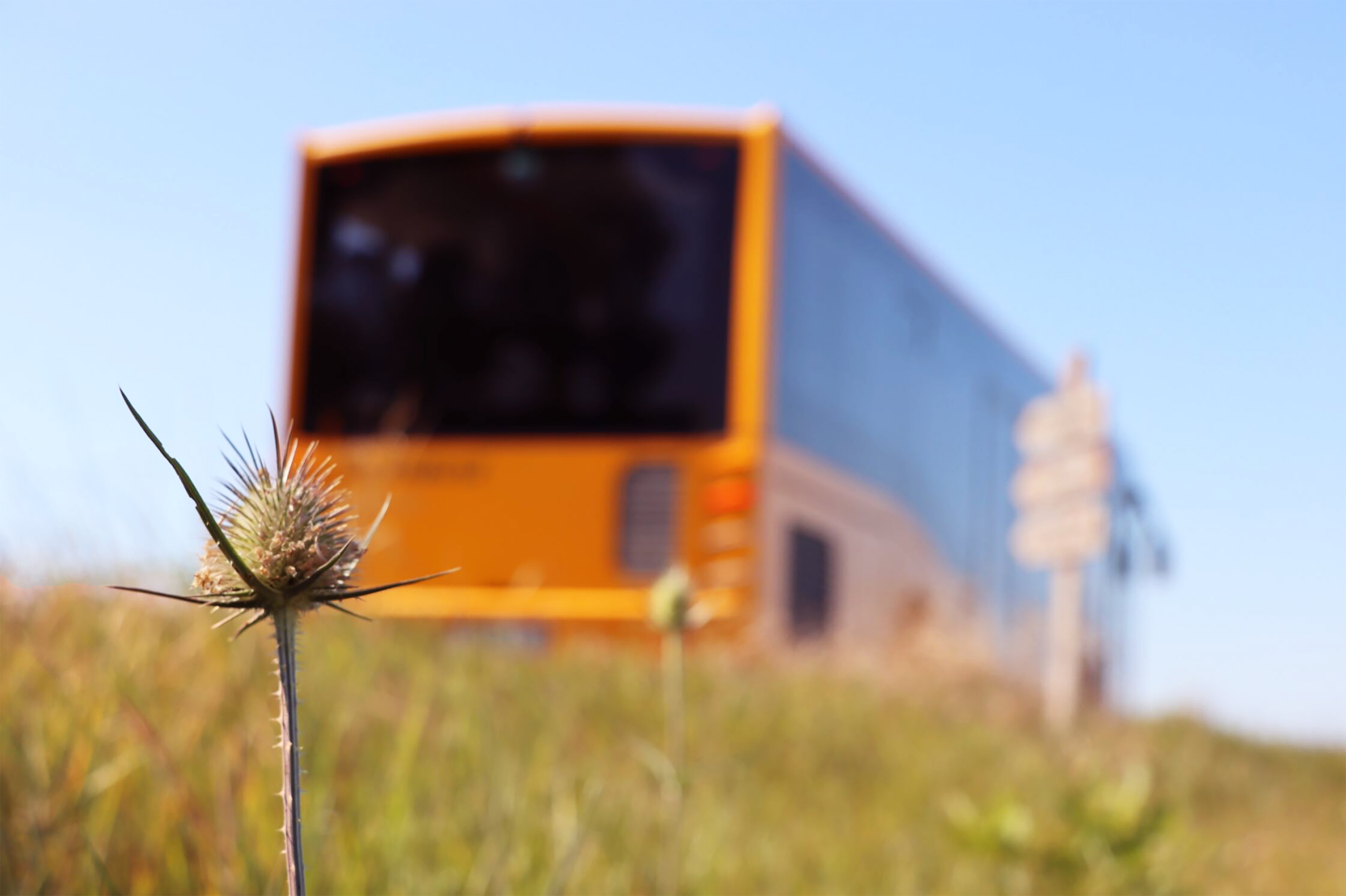 Őszi növények háttérben busz